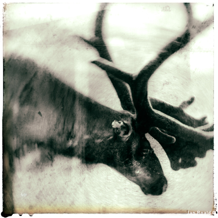 "Rein"